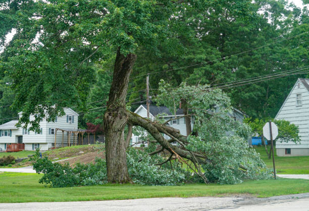 Best Commercial Tree Services  in Lanai City, HI